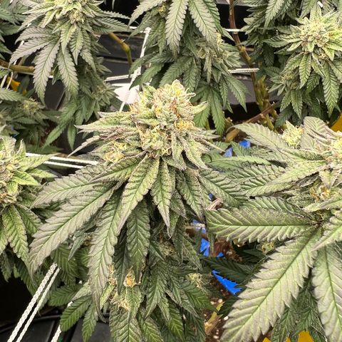 Apple Fritter growlog timeline photo