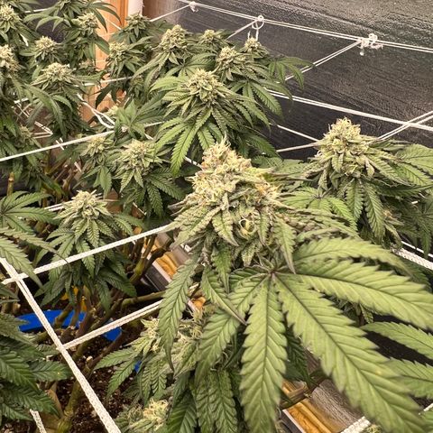 Apple Fritter growlog timeline photo