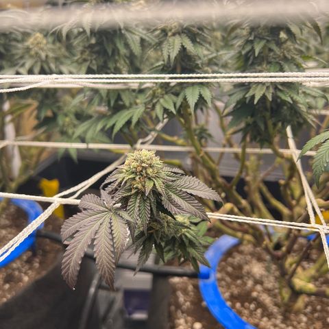 Apple Fritter growlog timeline photo