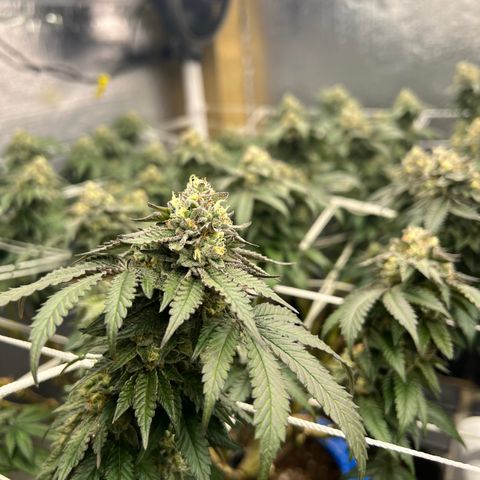 Apple Fritter growlog timeline photo