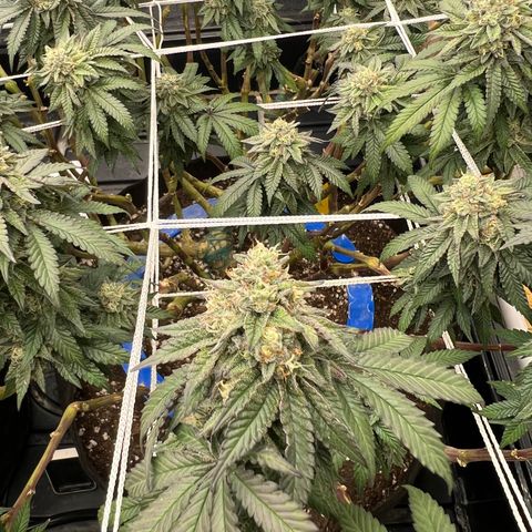 Apple Fritter growlog timeline photo