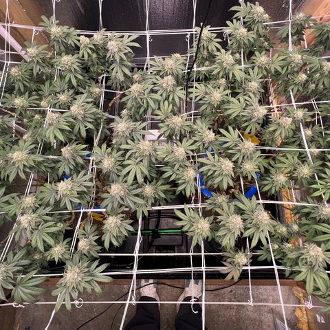 Apple Fritter growlog timeline photo
