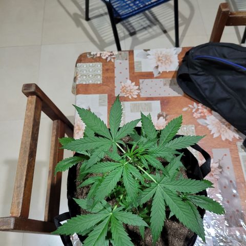 Critical + 2.0 Auto Feminised Seeds #1 growlog timeline photo