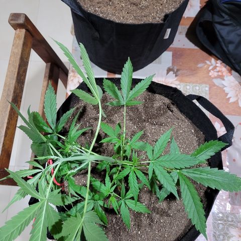 Critical + 2.0 Auto Feminised Seeds #1 growlog timeline photo