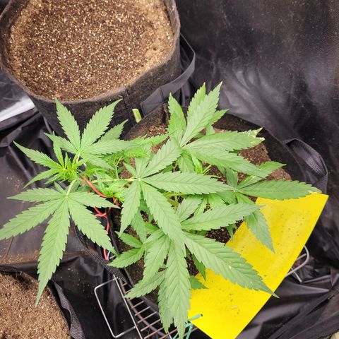 Critical + 2.0 Auto Feminised Seeds #1 growlog timeline photo