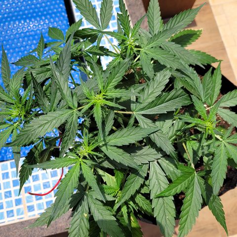 Critical + 2.0 Auto Feminised Seeds #1 growlog timeline photo
