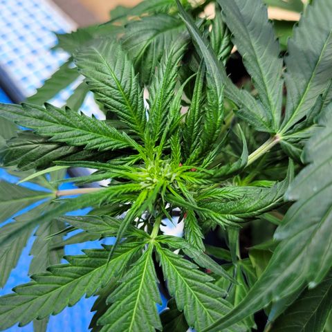 Critical + 2.0 Auto Feminised Seeds #1 growlog timeline photo
