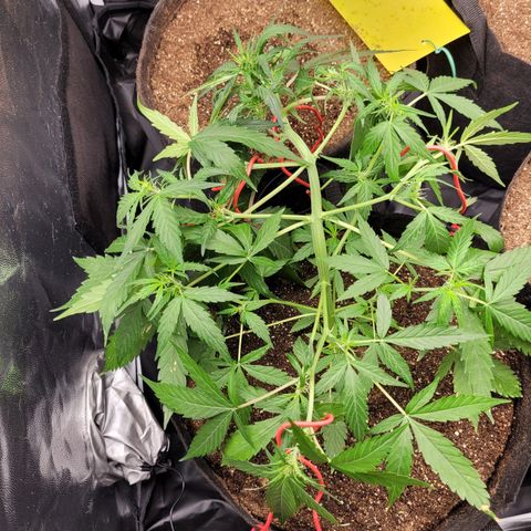 Critical + 2.0 Auto Feminised Seeds #1 growlog timeline photo