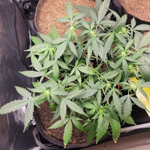 Critical + 2.0 Auto Feminised Seeds #1 growlog timeline photo