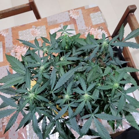 Critical + 2.0 Auto Feminised Seeds #1 growlog timeline photo