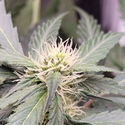 Critical + 2.0 Auto Feminised Seeds #1 growlog timeline photo