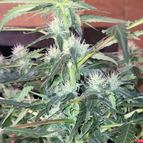Critical + 2.0 Auto Feminised Seeds #1 growlog timeline photo