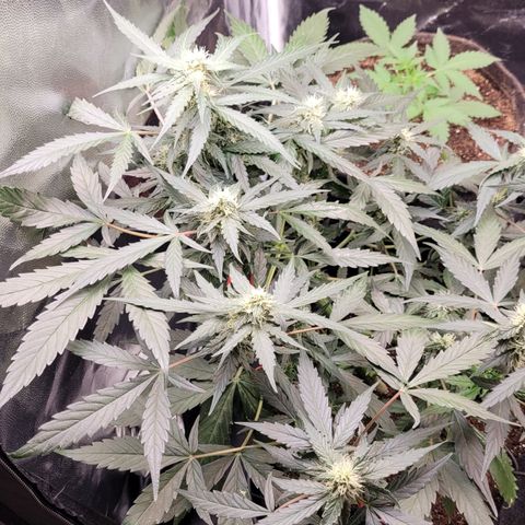 Critical + 2.0 Auto Feminised Seeds #1 growlog timeline photo