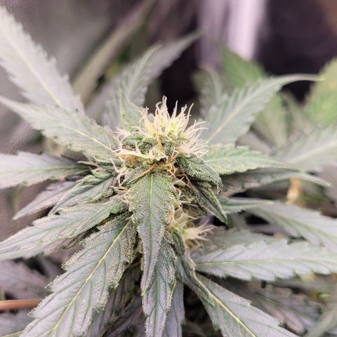 Critical + 2.0 Auto Feminised Seeds #1 growlog timeline photo