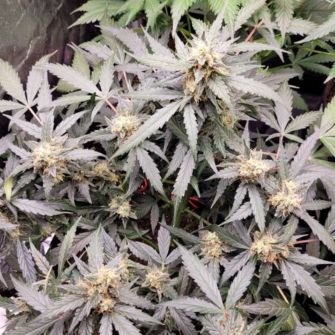 Critical + 2.0 Auto Feminised Seeds #1 growlog timeline photo