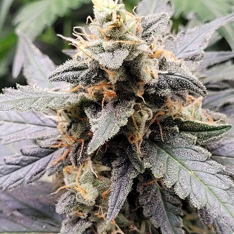 Critical + 2.0 Auto Feminised Seeds #1 growlog timeline photo