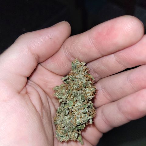 Critical + 2.0 Auto Feminised Seeds #1 growlog photo: 37g