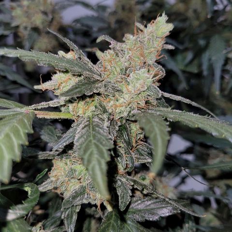 Critical + 2.0 Auto Feminised Seeds #1 growlog photo: 37g