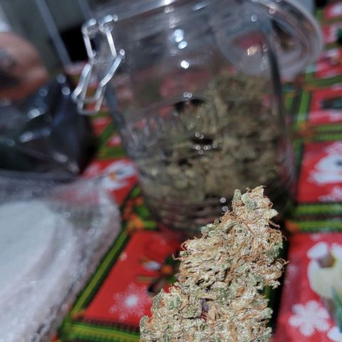 Critical + 2.0 Auto Feminised Seeds #1 growlog photo: 37g