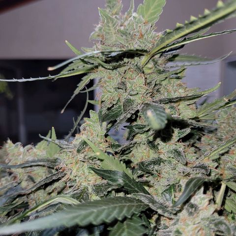 Critical + 2.0 Auto Feminised Seeds #1 growlog photo: 37g