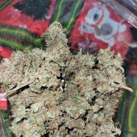 Critical + 2.0 Auto Feminised Seeds #1 growlog photo: 37g