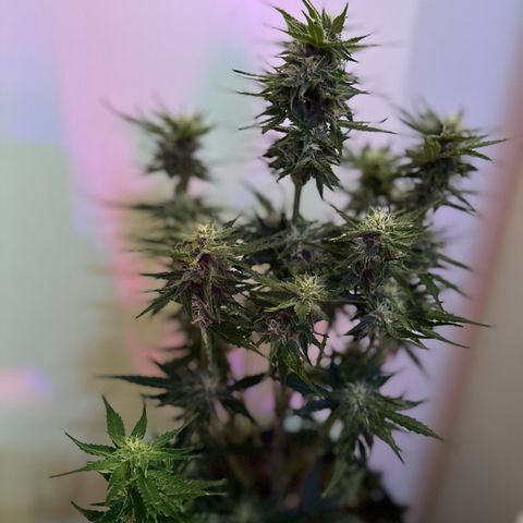 Cream Mandarine XL Auto growlog photo: Madame Grow Dünger, FloraGard Growmix Mary Jane, Woche 6 