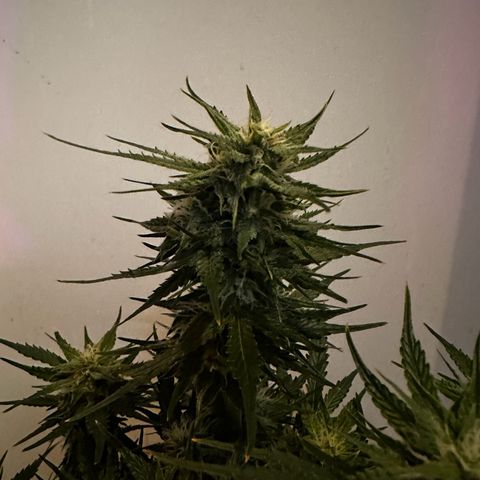 Cream Mandarine XL Auto growlog photo: Madame Grow Dünger, FloraGard Growmix Mary Jane, Woche 6 