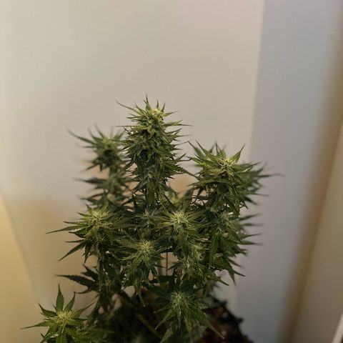 Cream Mandarine XL Auto growlog photo: Madame Grow Dünger, FloraGard Growmix Mary Jane, Woche 6 