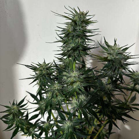 Red Banana Berry XL Auto  growlog timeline photo