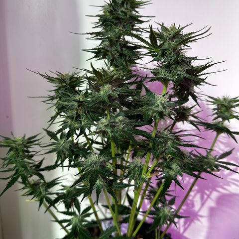 Cream Mandarine XL Auto growlog photo: Die Buds sind jetzt schon schwer. Sie ist bald gerade mal in der dritten Blütewoche angekommen. Die Buds sind harzig und klebrig. Bin gespannt wie sie sich weiter entwickelt 