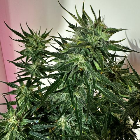 Cream Mandarine XL Auto growlog photo: Die Buds sind jetzt schon schwer. Sie ist bald gerade mal in der dritten Blütewoche angekommen. Die Buds sind harzig und klebrig. Bin gespannt wie sie sich weiter entwickelt 