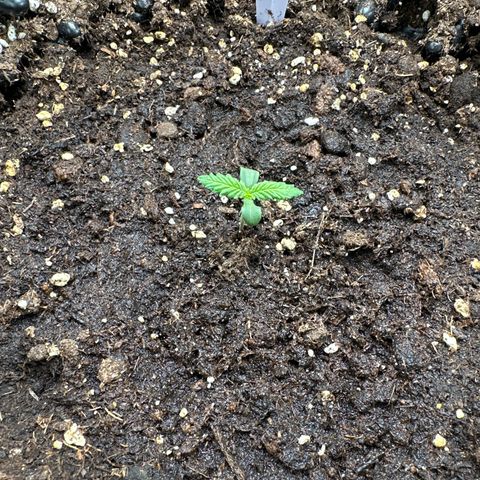 Cream Mandarine XL Auto growlog timeline photo