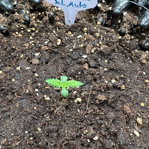 Cream Mandarine XL Auto growlog timeline photo