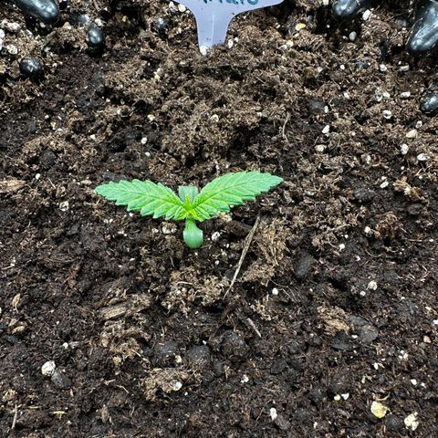 Cream Mandarine XL Auto growlog timeline photo