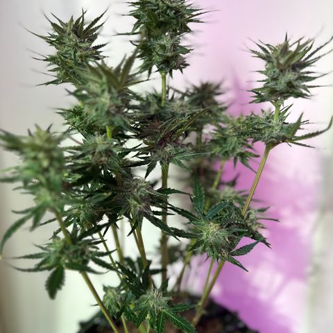 Red Banana Berry XL Auto  growlog timeline photo