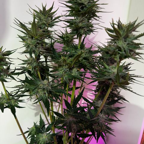Red Banana Berry XL Auto  growlog timeline photo