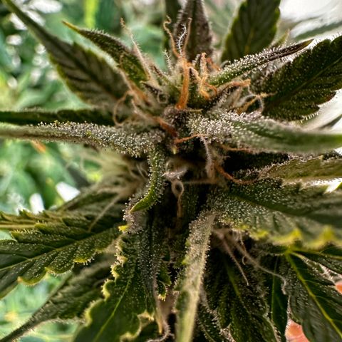 Red Banana Berry XL Auto  growlog timeline photo