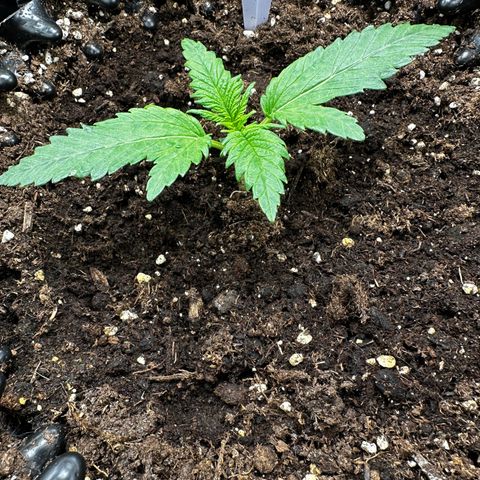 Cream Mandarine XL Auto growlog timeline photo