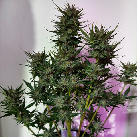 Red Banana Berry XL Auto  growlog timeline photo