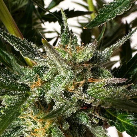 Red Banana Berry XL Auto  growlog timeline photo