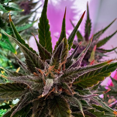 Red Banana Berry XL Auto  growlog timeline photo