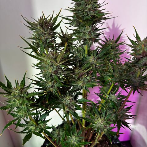 Red Banana Berry XL Auto  growlog timeline photo