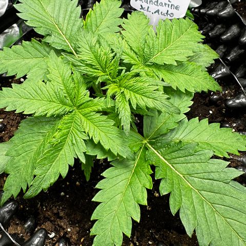 Cream Mandarine XL Auto growlog timeline photo