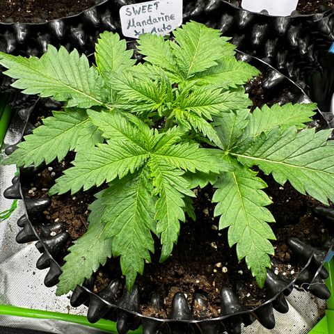Cream Mandarine XL Auto growlog timeline photo