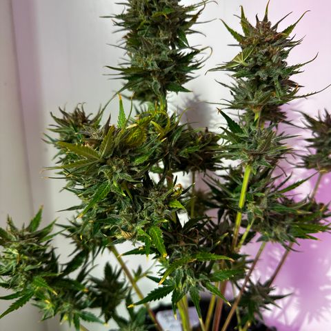Red Banana Berry XL Auto  growlog timeline photo
