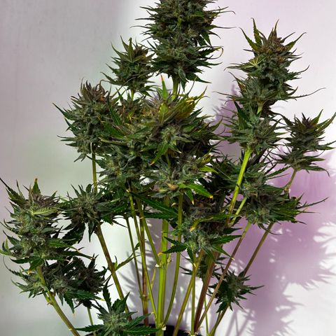 Red Banana Berry XL Auto  growlog timeline photo