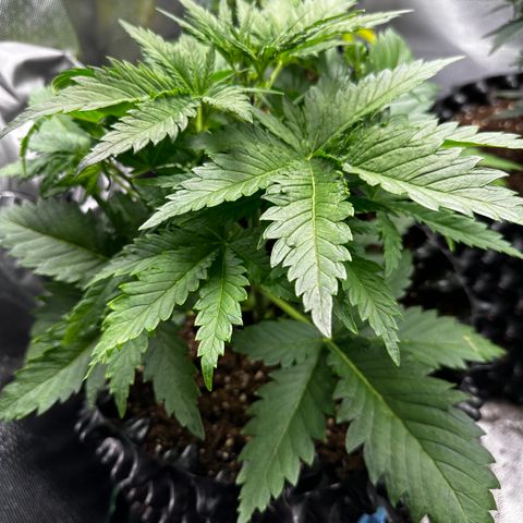 Cream Mandarine XL Auto growlog photo: Die Pflanze ist bereits 20cm groß. Sie bekommt gerade einen Wachstumsschub 