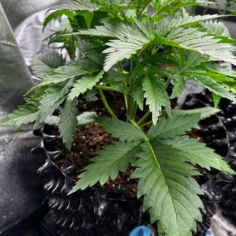 Cream Mandarine XL Auto growlog timeline photo