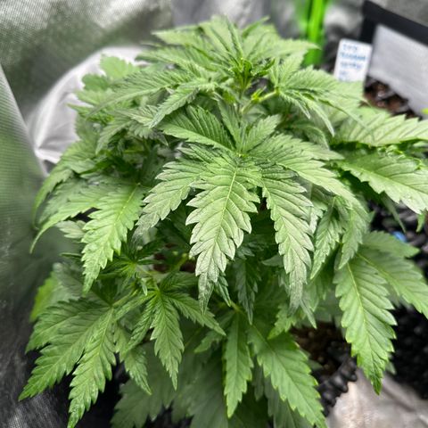 Cream Mandarine XL Auto growlog timeline photo