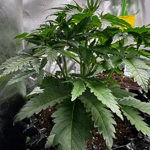 Cream Mandarine XL Auto growlog timeline photo